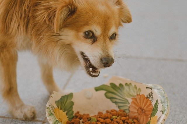 Dog growling possessively over food