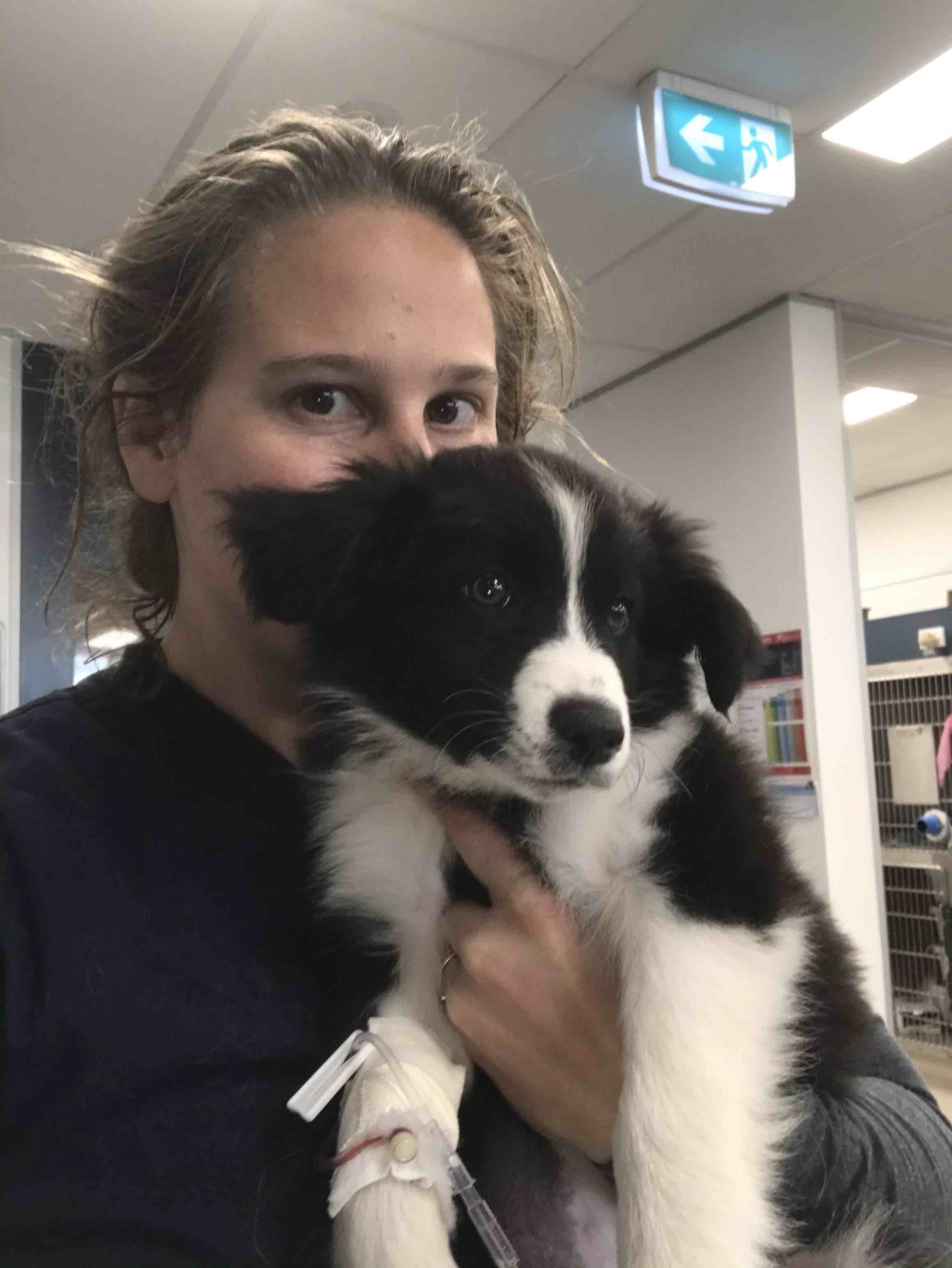 Veterinarian with cute puppy