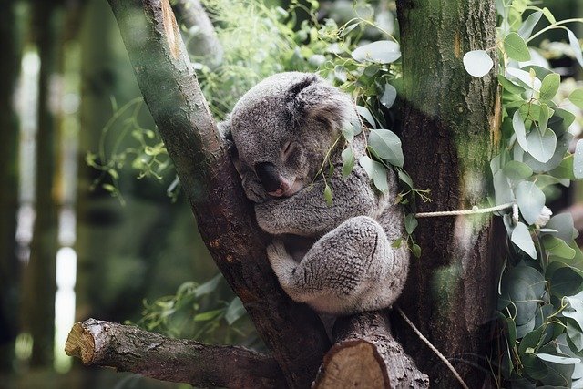Koala napping in tree.
