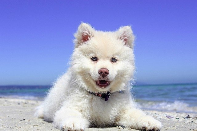 cute puppy on beach