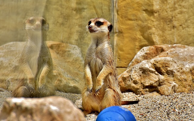 Meerkat standing up straight with reflection in glass.