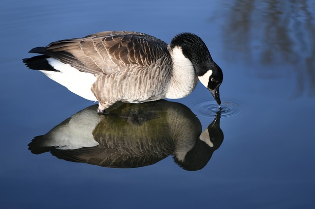 Canadian Goose looking at reflection in water. 