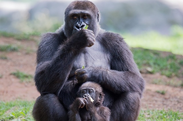 Mother gorilla with a baby gorilla mimicking action. 