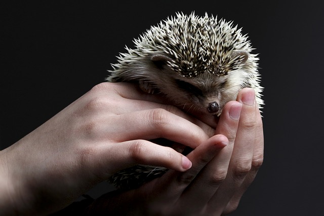 Hedgehog being held with two hands. 