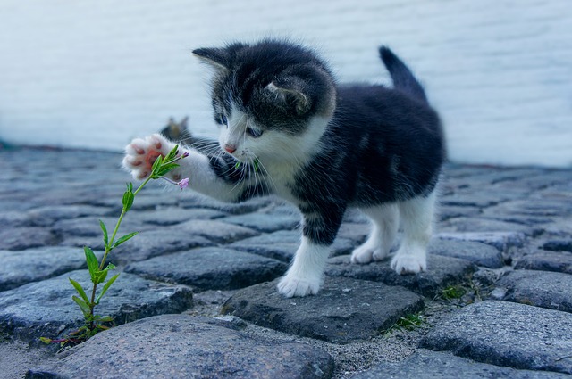 
		kitten investigating and playing with a flower