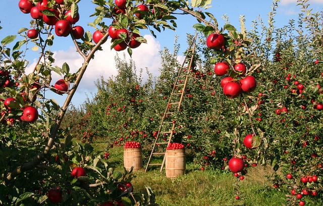 ladder leaning up against an apple tree. 