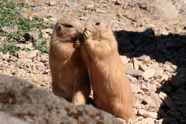 Two Prarie Dogs huddled as if telling secrets.