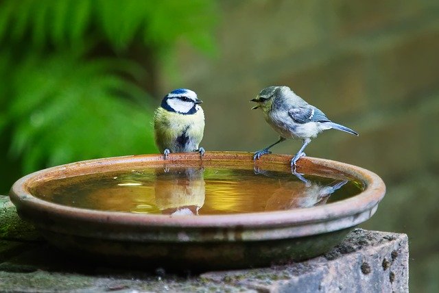 Two birds talking at a water bowl. 