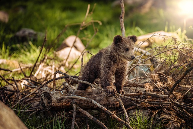 baby bear cub exploring