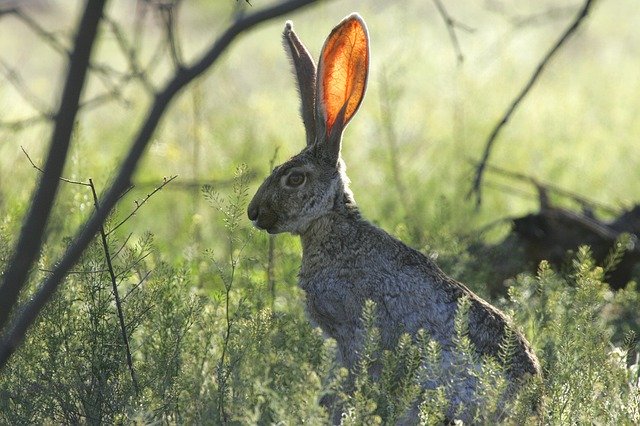 a hare with very big ears in a field. 