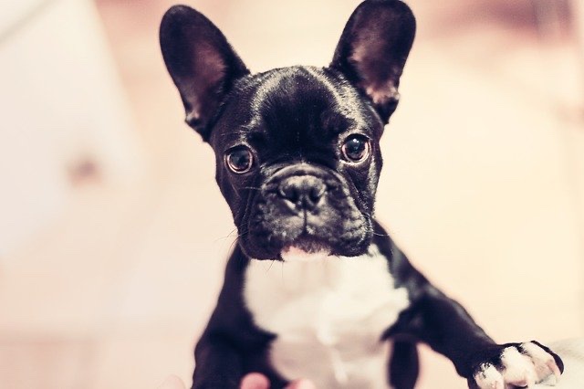 Frenchie Puppy excited to learn and work
