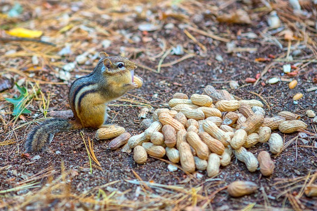 Chipmunk stuffing mouth with peanuts