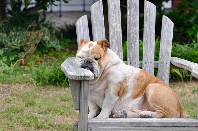 Bulldog asleep on a muskoka chair
