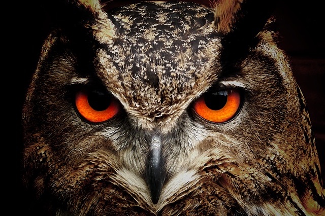 owl face