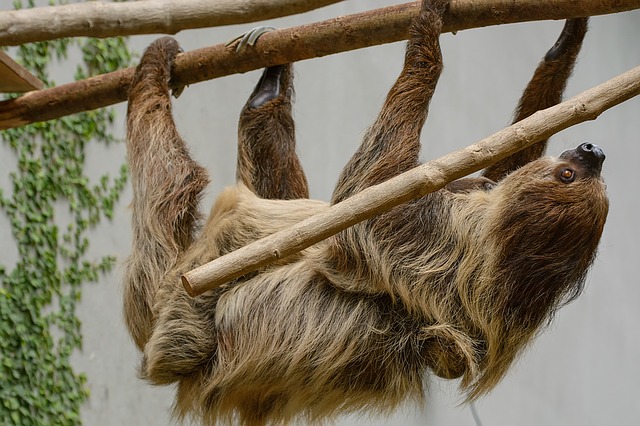 Sloth hanging upsidedown.