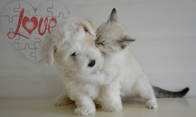 White fluffy puppy playing with white fluffy kitten. 