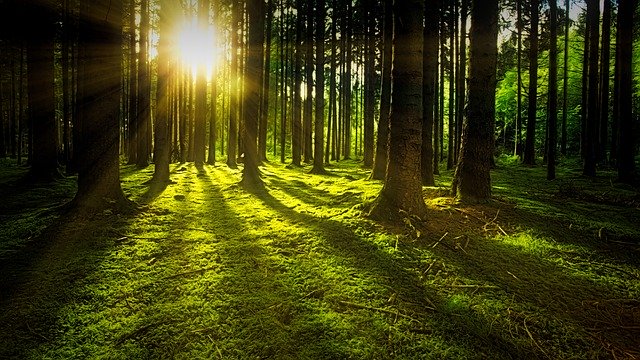 Forest filled with trees