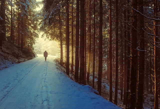 person walking in the forest