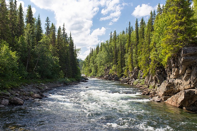 Beautiful river in the forest