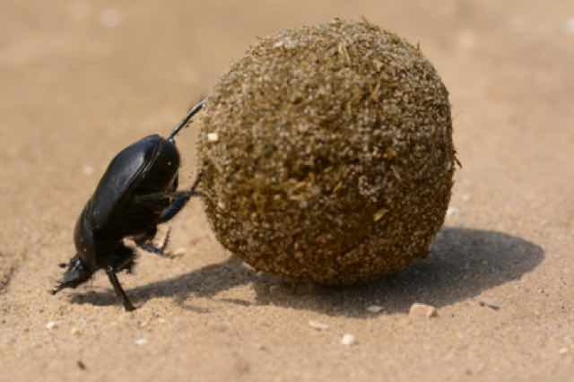 Dung Beetle rolling a ball of feces.