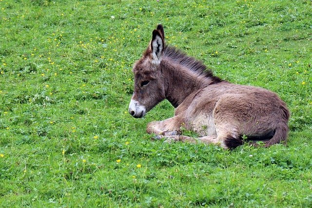 Baby donkey on grassy field