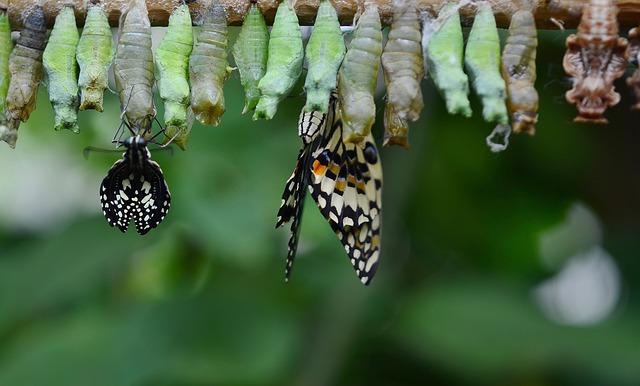 Butterfly coming out of cucoon.