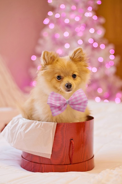 Puppy with a bow in a present box. 