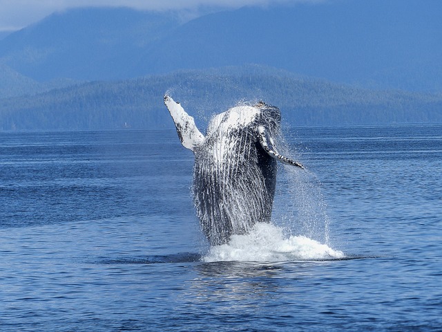 Humpback whale breaching.