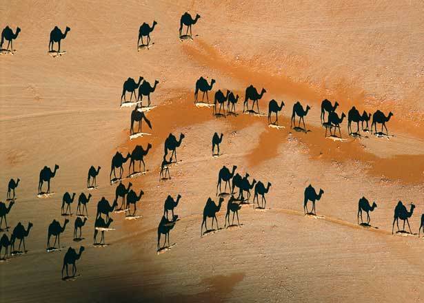 herd of camels as seen from the top, and the shadows reveal they are camels when from the top they are just look like white lines. 