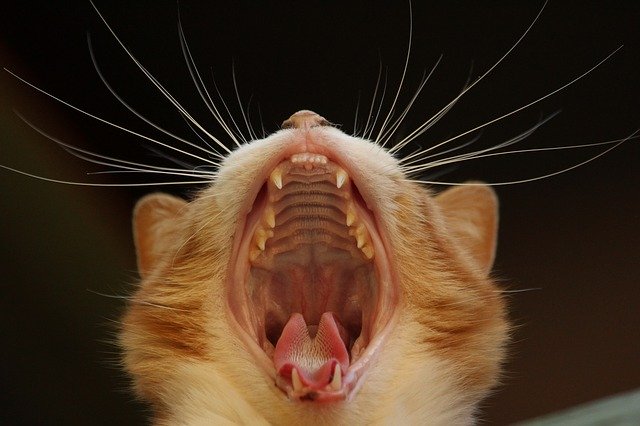 Cat with wide open mouth