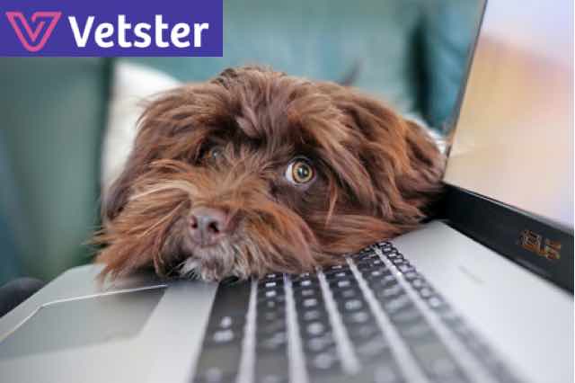 Dog with a computer with the Vetster logo